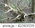 自然に朽ちた木の根 82363559