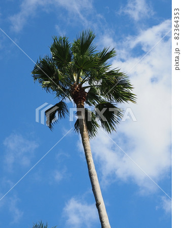 夏イメージ　ヤシ　南国　海辺など 82364353