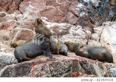 Sea lions resting on the stones in the Ballestas Islands of Peru Sea lions resting on the stones in the Ballestas Islands of Peru 82364418