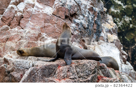Sea lions resting on the stones in the Ballestas Islands of Peru Sea lions resting on the stones in the Ballestas Islands of Peru 82364422