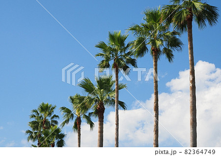 夏イメージ ヤシ 南国 海辺など 夏イメージ ヤシ 南国 海辺など 82364749
