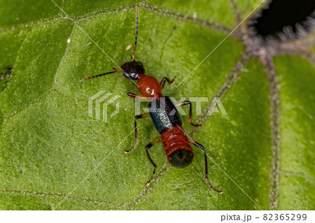 Adult Whiplash Beetle 82365299