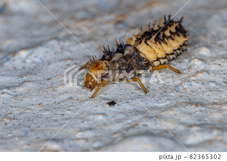 Asian Lady Beetle Larva 82365302