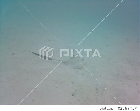 White ray on the ground of the indian ocean near an island 82365417