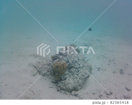 Zebrafish on the coral reef in the indian ocean Zebrafish on the coral reef in the indian ocean 82365418