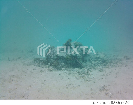Zebrafish and other little fishes on the coral reef in the indian ocean Zebrafish and other little fishes on the coral reef in the indian ocean 82365420