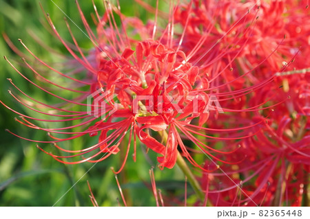 彼岸花(リコリス) 82365448