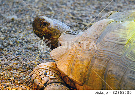Close-up of a large adult turtle in the park. 82365589