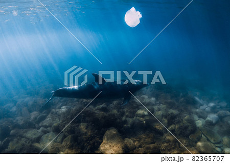 Bottlenose dolphin and jellyfish in sea. Aquatic animal in Black sea Bottlenose dolphin and jellyfish in sea. Aquatic animal in Black sea 82365707