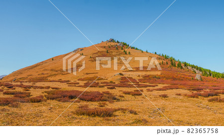 Conical autumn slope. Bright red autumn mountain slope. Vivid foliage scenery with forest hills in sunlight. Minimalistic landscape with Altai Mountains. Conical autumn slope. Bright red autumn mountain slope. Vivid foliage scenery with forest hills in sunlight. Minimalistic landscape with Altai Mountains. 82365758