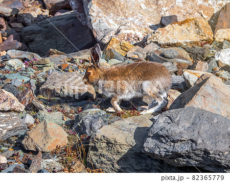 Mountain Hare (Lepus Timidus) in the natural habitat. Wild hare. Altai Mountains. Mountain Hare (Lepus Timidus) in the natural habitat. Wild hare. Altai Mountains. 82365779