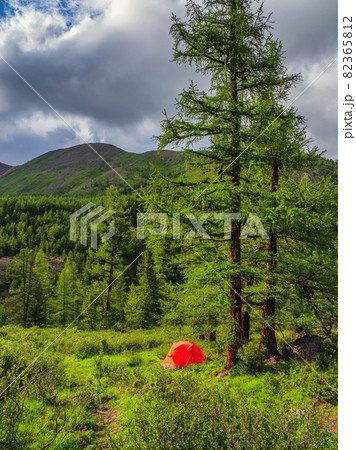 Camping in the mountain. Orange tent under a tall tree in a mountain forest. Peace and relaxation in nature. Vertical view. Camping in the mountain. Orange tent under a tall tree in a mountain forest. Peace and relaxation in nature. Vertical view. 82365812