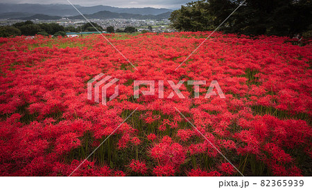 奈良県 九品寺 彼岸花 奈良県 九品寺 彼岸花 82365939