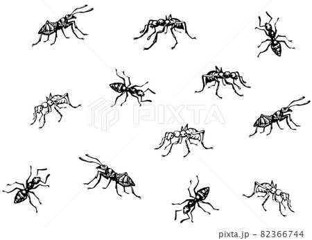 Ant. Vector drawing Ant. Vector drawing 82366744