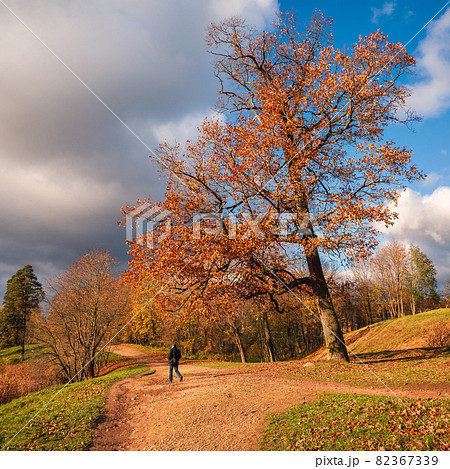 Golden autumn, park on a sunny day. Alley in autumn Park. Golden autumn, park on a sunny day. Alley in autumn Park. 82367339