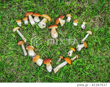 harvested white forest mushrooms lie on the green grass in the shape of a heart 82367637