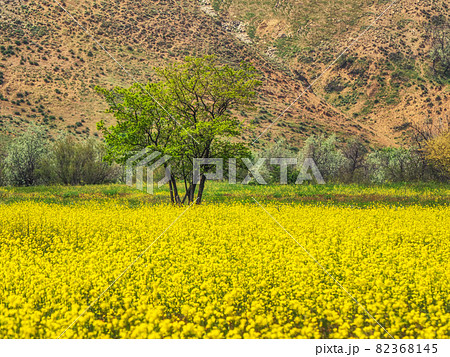 Abstract background with a yellow blooming field on the background of mountains. 82368145