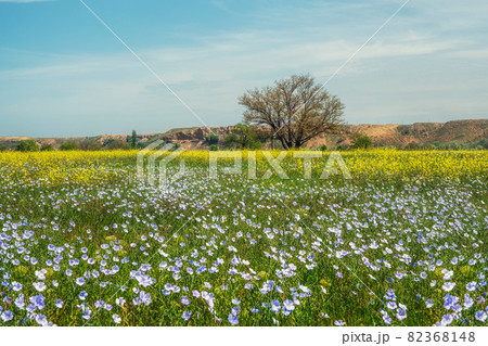 Green grass and flowering flax in the meadow. Spring or summer nature scene with blooming blue flax in sun glare. Green grass and flowering flax in the meadow. Spring or summer nature scene with blooming blue flax in sun glare. 82368148