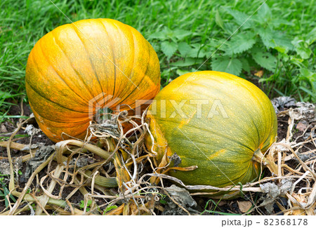 Pumpkins In Field. Pumpkins In Field. 82368178