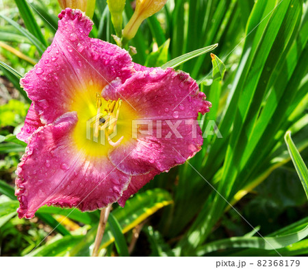 Pink lily flower. Pink lily flower. 82368179