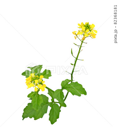 Mustard Flower blossom, Canola or Oilseed Rapeseed. 82368181