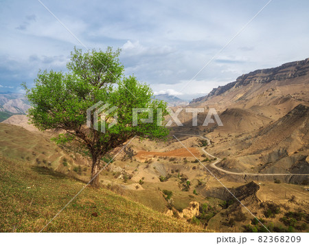 A lone green tree on a mountainside. Mountain road serpentine going into the distance. 82368209