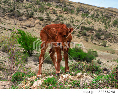 Full body portrait of young bull-calf on summer mountain meadow Full body portrait of young bull-calf on summer mountain meadow 82368248