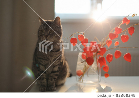 autumn flowers in a vase and a funny cat in a cozy home interior autumn flowers in a vase and a funny cat in a cozy home interior 82368249