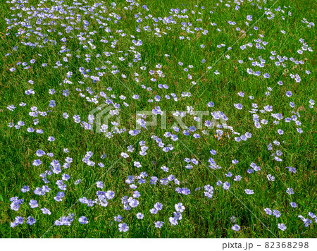 Flowering flax field. Field of blooming blue flax, close-up 82368298