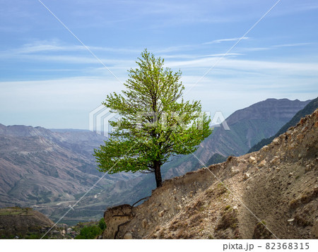 Lonely green tree on a steep mountain slope. Lonely green tree on a steep mountain slope. 82368315