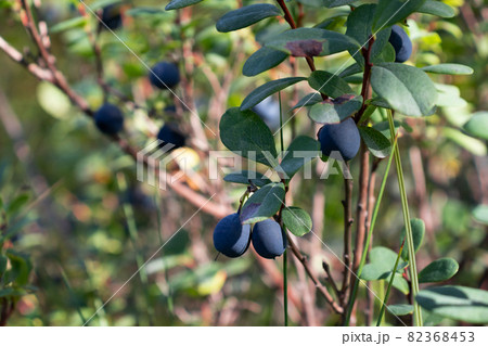 Ripe forest blueberries growing on a bush Ripe forest blueberries growing on a bush 82368453
