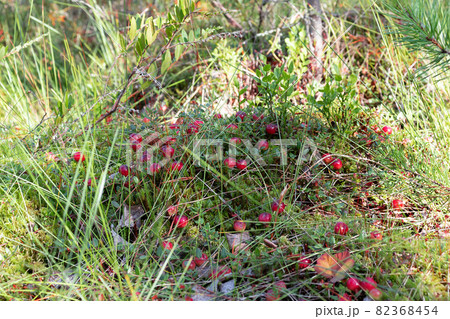 Ripe cranberries on a bog in the forest Ripe cranberries on a bog in the forest 82368454