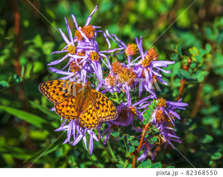 Bright imago Fabriciana adippe,  High brown fritillary on a flower, close up. 82368550