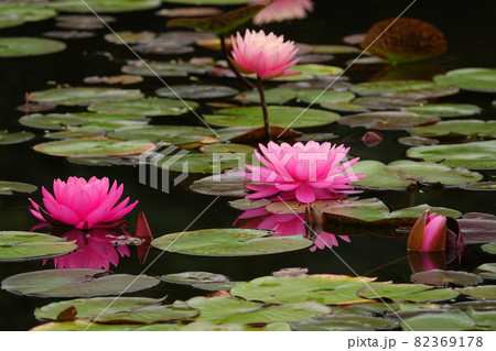 星ヶ丘公園のピンクの睡蓮の花 82369178