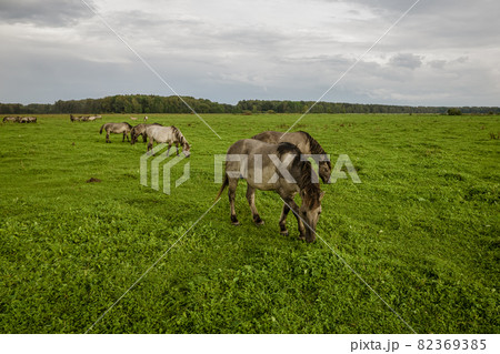 Drone flying over various brown white mustangs and cows running on meadow and graze grass on the farmland. Aerial view. Group of animals on pasture. Rural scene. Endangered free families of wild horse 82369385