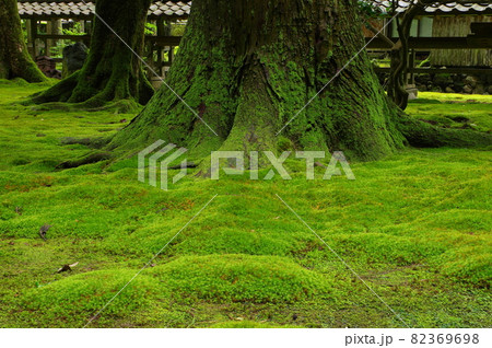 日用苔の里　日用神社　石川県小松市日用町 82369698