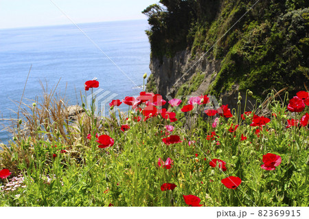 岸壁に咲く深紅の花たち 82369915