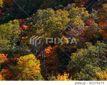 十勝岳温泉の紅葉  82370273