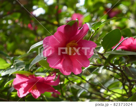 赤いツバキの花 赤いツバキの花 82371024