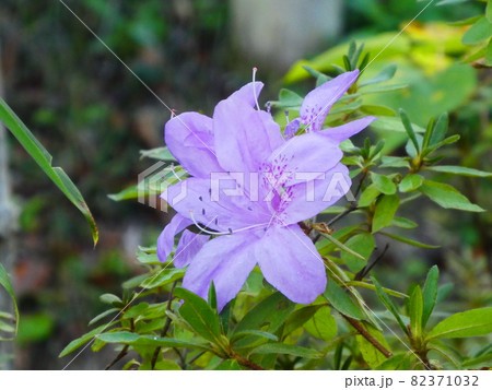 ツツジの花 82371032