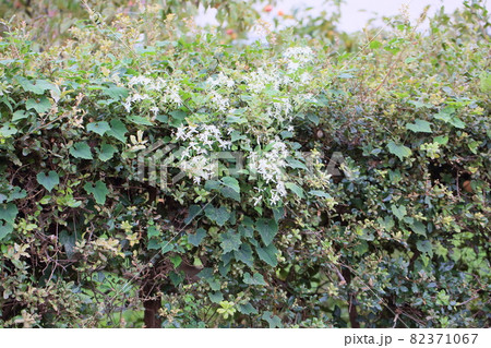センニンソウの花 センニンソウの花 82371067