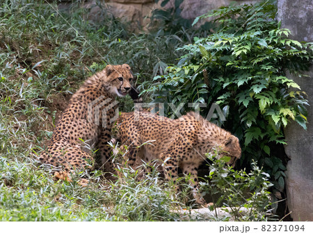 多摩動物公園のチーター 多摩動物公園のチーター 82371094