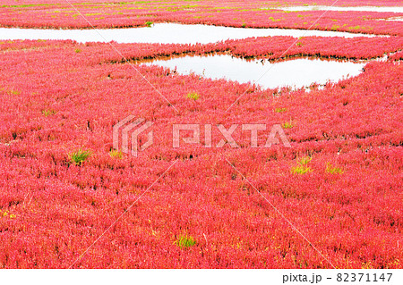 一面赤色の染まるサンゴ草　能取湖　北海道網走市 82371147