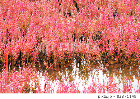一面赤色の染まるサンゴ草 能取湖 北海道網走市 一面赤色の染まるサンゴ草 能取湖 北海道網走市 82371149