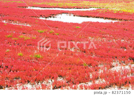 一面赤色の染まるサンゴ草 能取湖 北海道網走市 一面赤色の染まるサンゴ草 能取湖 北海道網走市 82371150