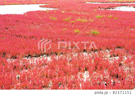 一面赤色の染まるサンゴ草 能取湖 北海道網走市 一面赤色の染まるサンゴ草 能取湖 北海道網走市 82371151