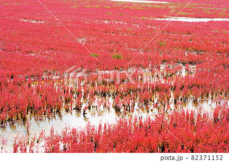 一面赤色の染まるサンゴ草 能取湖 北海道網走市 一面赤色の染まるサンゴ草 能取湖 北海道網走市 82371152