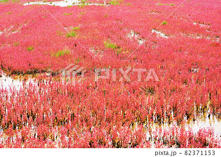 一面赤色の染まるサンゴ草　能取湖　北海道網走市 82371153