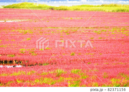 一面赤色の染まるサンゴ草 能取湖 北海道網走市 一面赤色の染まるサンゴ草 能取湖 北海道網走市 82371156