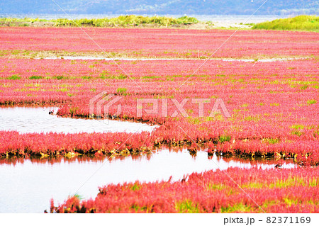 一面赤色の染まるサンゴ草 能取湖 北海道網走市 一面赤色の染まるサンゴ草 能取湖 北海道網走市 82371169